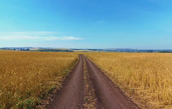 The sky, rye, Field, backwoods