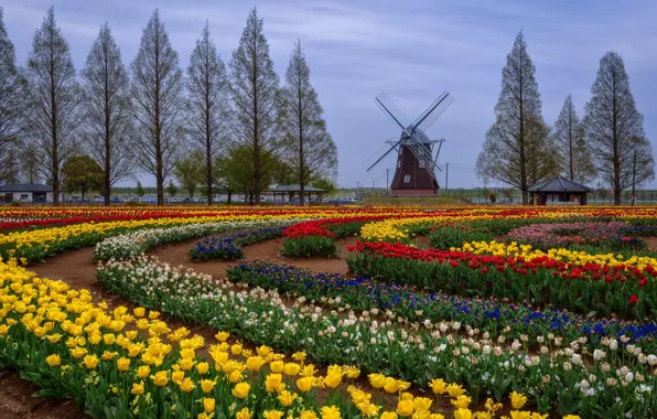 Picture field, the sky, circles, flowers, yellow, red, Park, strip