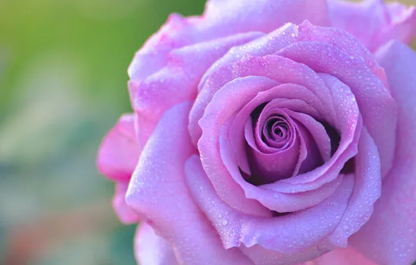 Drops, macro, Rosa, rose, petals, Bud