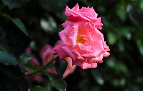 Picture leaves, flowers, roses, pink