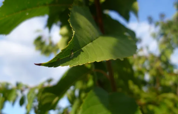 Macro, The sky, Autumn, Leaves, Garden, Cherry, Belarus