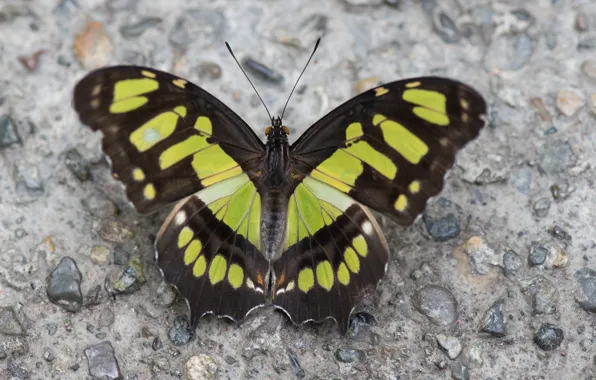 Background, butterfly, coloring