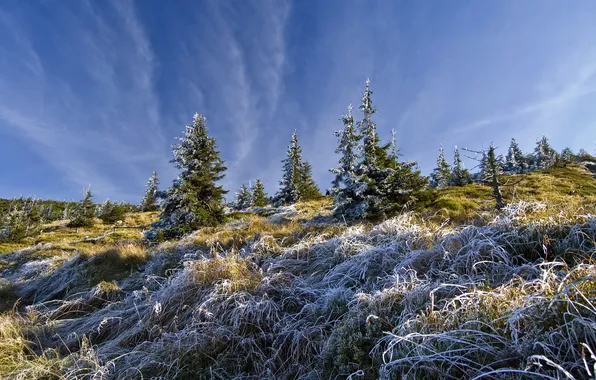 Frost, field, autumn, ate