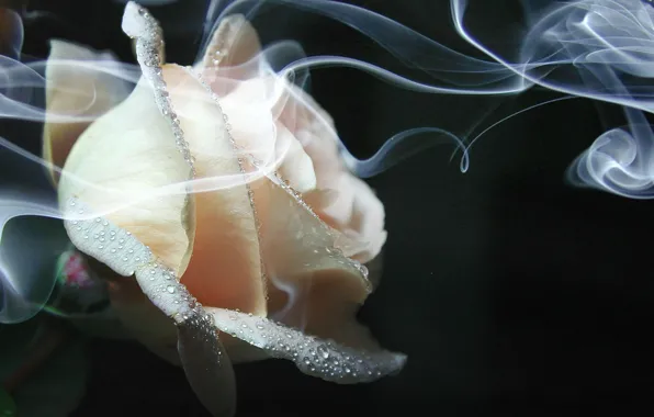Flowers, smoke, roses, cream