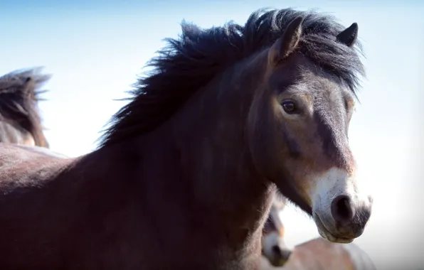 Look, face, horse, horse, portrait, pony, brown