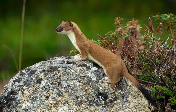 Marten, Far East, Wallpapers by Alexey Gnezdilov