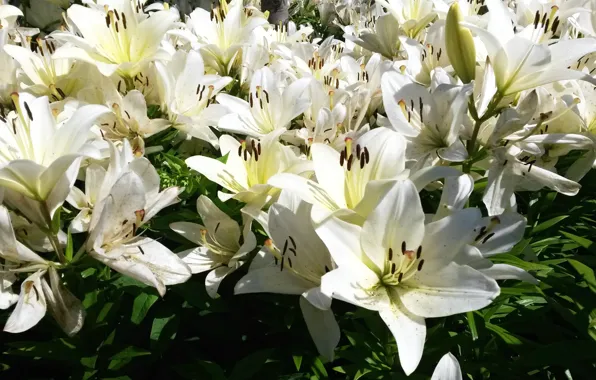 Summer, flowers, Lily