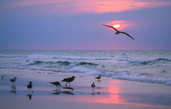 Picture sand, wave, beach, the sky, clouds, landscape, sunset, birds