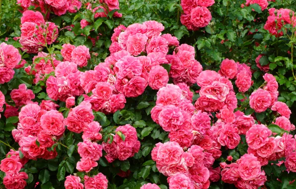 Picture roses, pink, luxury, the bushes