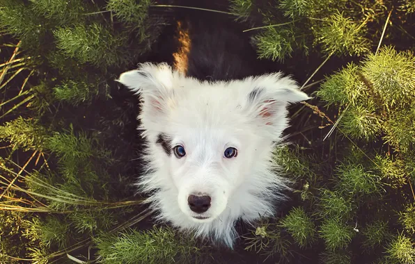 Look, each, dog, puppy, The border collie