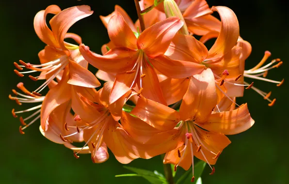 Picture macro, Lily, petals, stamens, Tiger Lily
