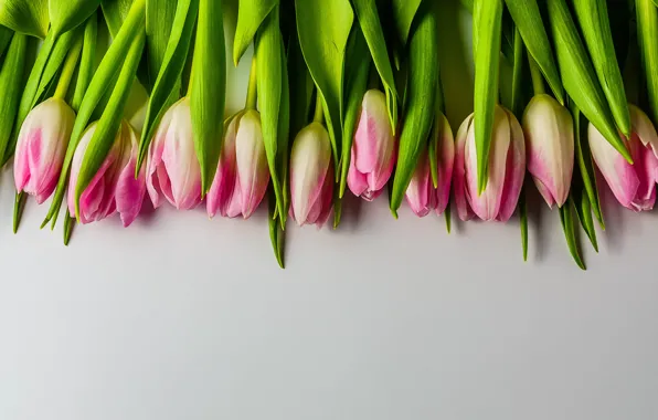 Picture flowers, bouquet, tulips, pink, fresh, pink, flowers, beautiful