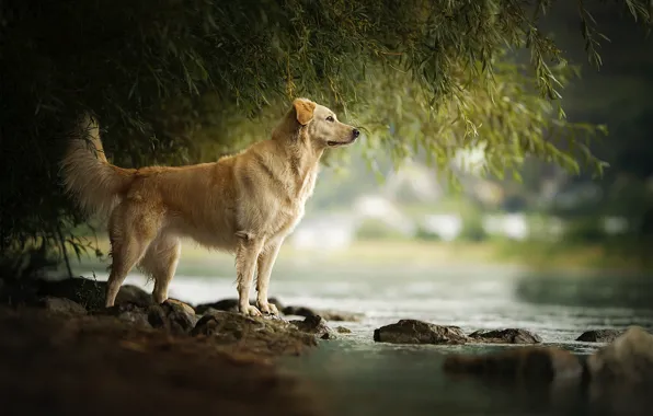 River, stones, for, dog, Amara