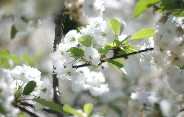Picture leaves, light, flowers, branches, cherry, glare, branch, spring