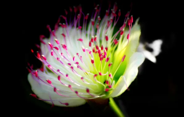 Flowers, background, plant, petals