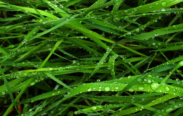Picture greens, grass, macro, droplets, Rosa