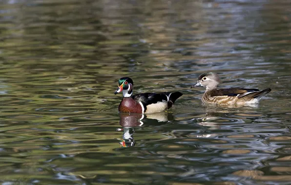 Water, macro, circles, lake, pair, duck