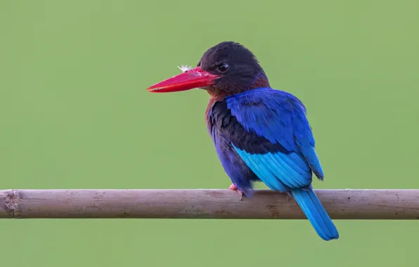 Picture bird, Alcedo atthis, Common Kingfisher, blue Kingfisher, Common Kingfisher