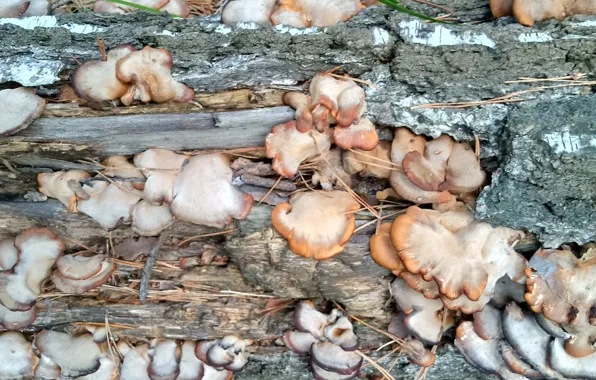 Mushrooms, birch, texture, pattern on a tree