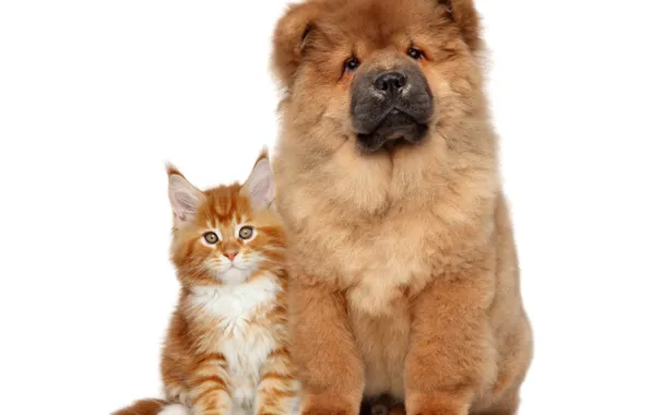 Picture cat, dog, fluffy, Chow Chow