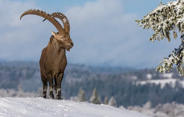 Picture nature, animal, goat