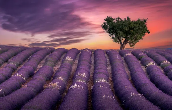 Summer, sunset, flowers, tree, dal, the evening, the ranks, lavender