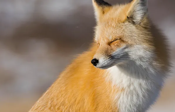 Picture Fox, red, cheat