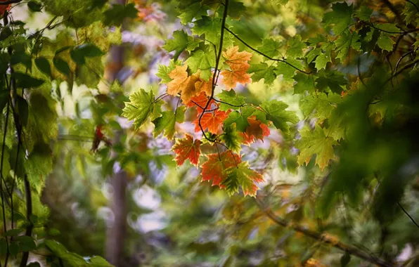 Autumn, forest, leaves, maple
