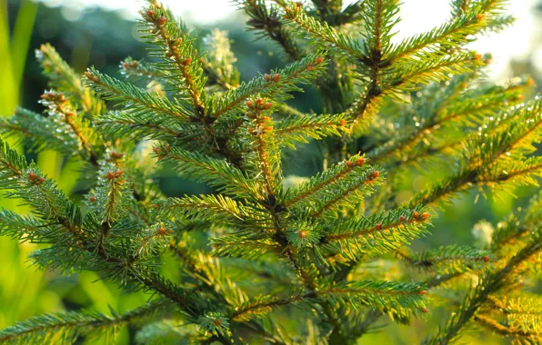 Pine, spruce, twig