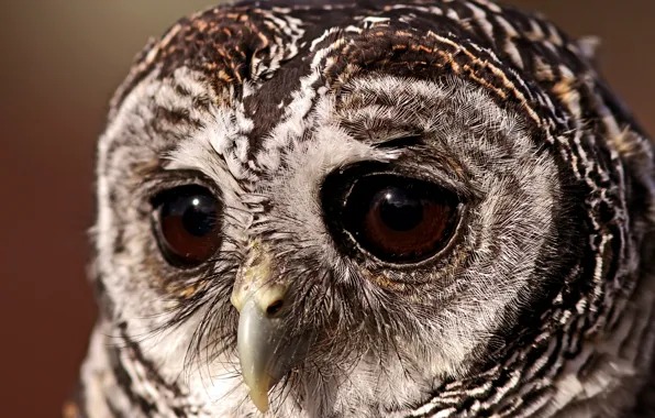 Eyes, owl, Bird, a sad look, sovushka, owl