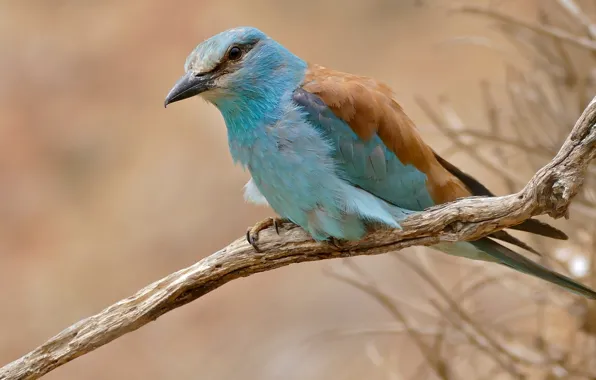 Picture bird, feathers, color, funny