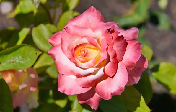 Picture close-up, rose, petals