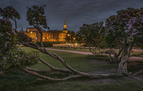 Trees, night, the city, Park, Peter, lighting, lights, Saint Petersburg