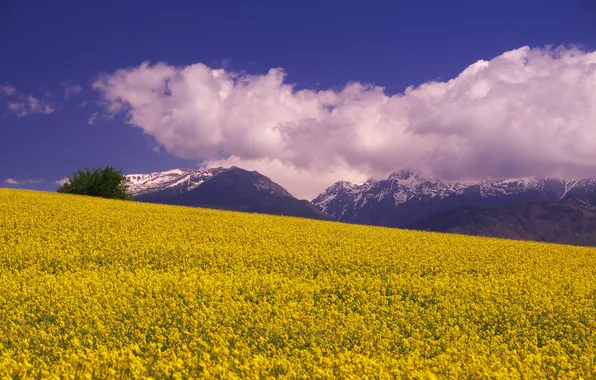 Clouds, flowers, mountains, blue, spring, dal, yellow, meadow