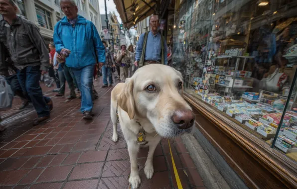 Look, glass, the city, people, street, tile, building, dog