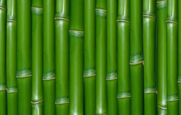 Green, texture, bamboo