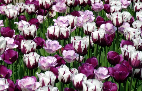 Picture flowers, nature, spring, tulips, beautiful