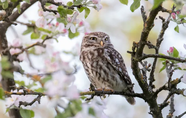 Leaves, flowers, branches, tree, owl, bird, spring, Apple