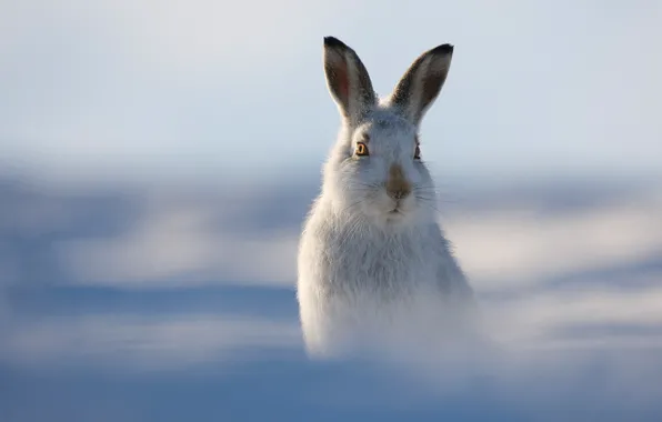 Winter, hare, bokeh