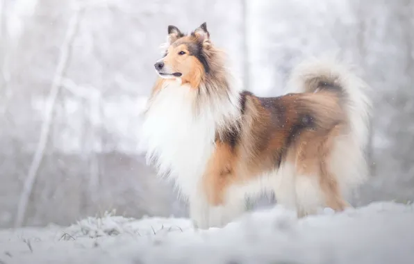 Winter, look, snow, nature, dog, snowfall, collie