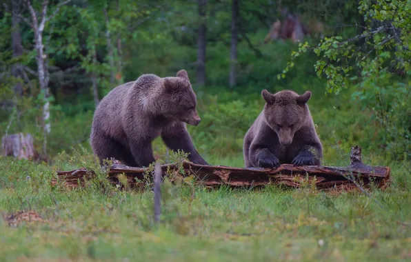 Picture forest, bear, pair, log, brown