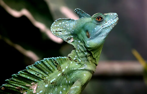 Nature, Basilisk, Basiliscus plumifrons