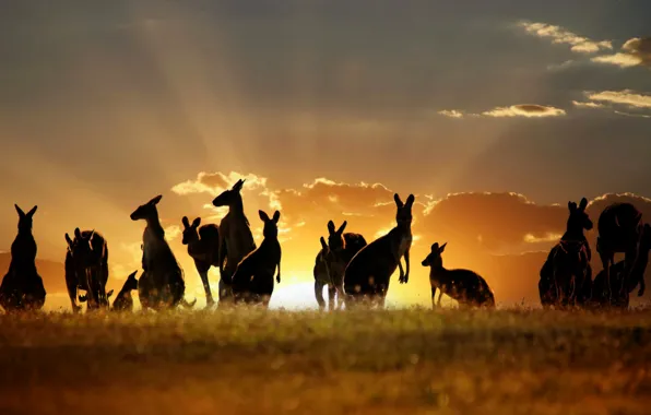 The sky, clouds, sunset, nature, kangaroo, Australia