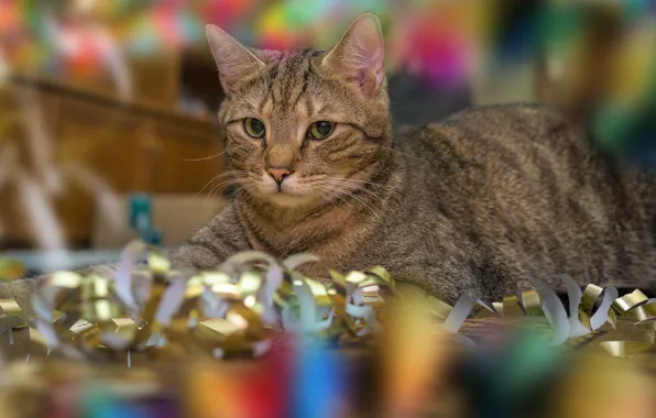 Cat, cat, look, holiday, Shine, lies, striped, serpentine