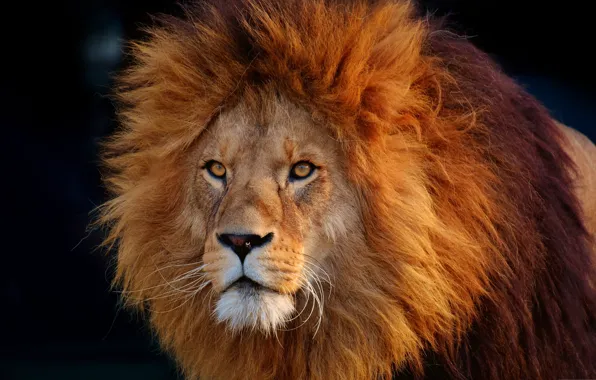 Picture cat, Leo, mane, Africa