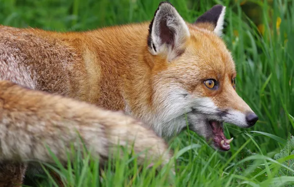 Picture face, portrait, Fox