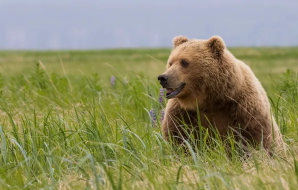 Picture field, grass, look, face, nature, pose, bear, bear