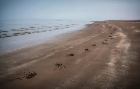 Sea, traces, fog, shore