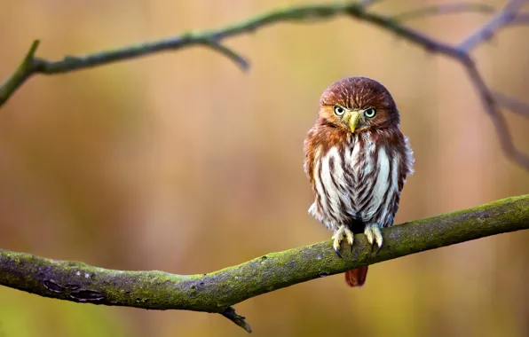 Picture background, owl, bird, branch