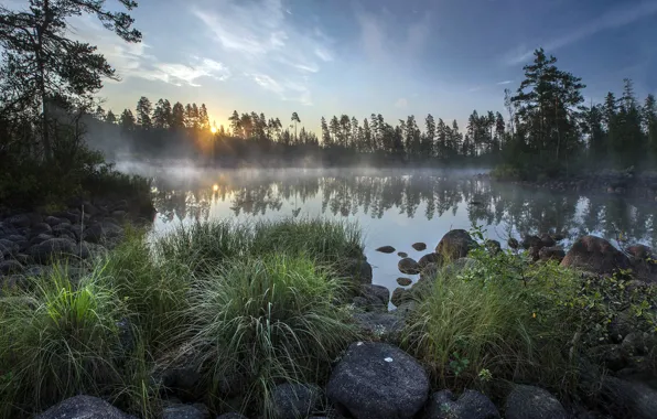 Picture fog, lake, rasvet